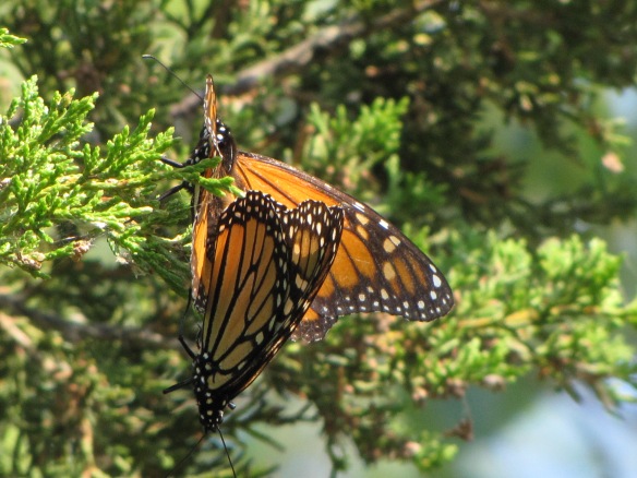 Monarchs mating at Long Point in September 2013. Photo taken by Charlotte Wasylik